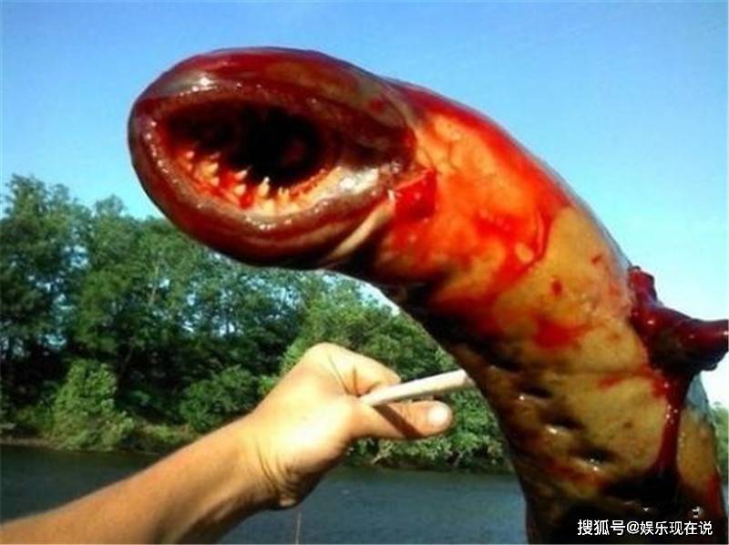 英国"僵尸鱼"重现河中,以吸食血肉为生,东北小伙:馋得