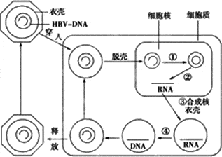 新药|乙肝在研新药RG7907，破坏核衣壳组装，大幅减少病毒RNA