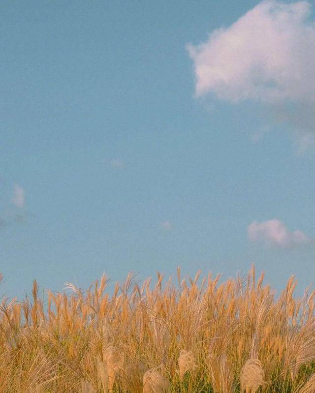 原创文艺到爆的秋天文案:秋天深了,王在写诗