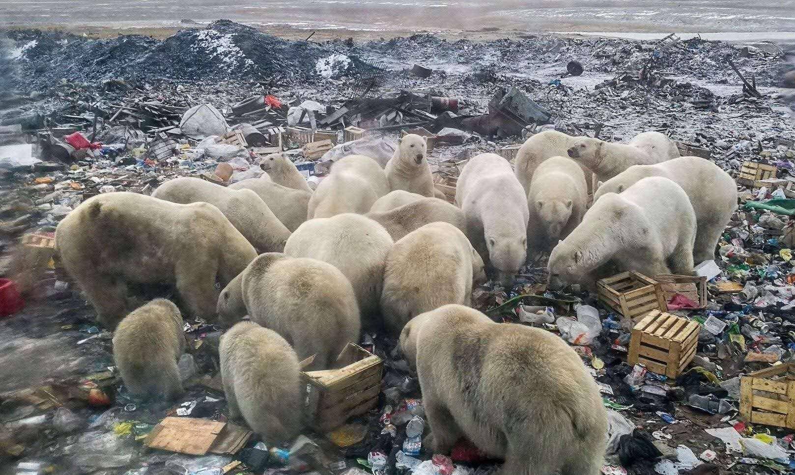 冰川消融环境恶劣,饥饿的北极熊打劫垃圾车,画面看得人心酸