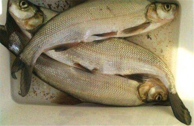 鱼多久会上钩 ce76fa562d0e4fad88ec1b8ed22c76d0.jpeg