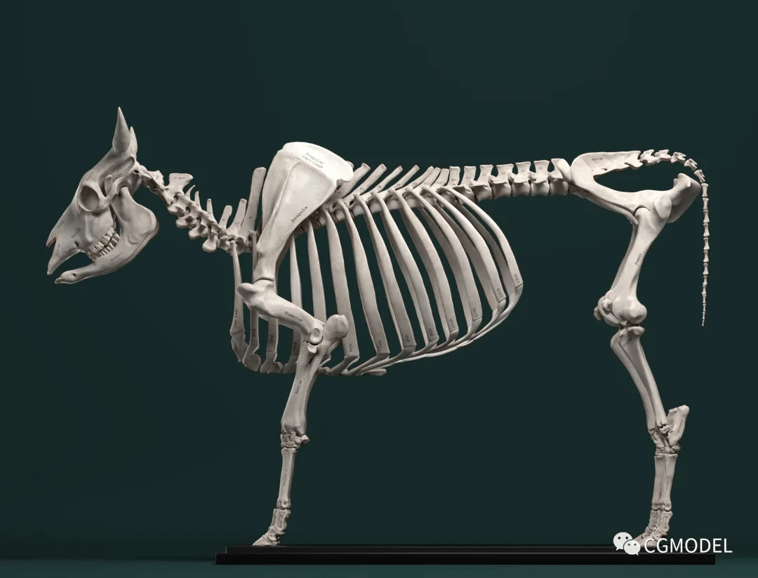 动物骨骼肌肉解剖图：狗，狮，马 1280PX[30P]A