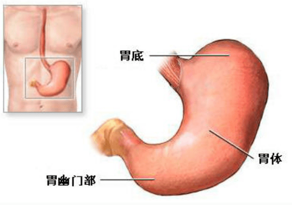 保护胃粘膜的有哪种药 5b53623e241641b99c7244a4076fd977.png