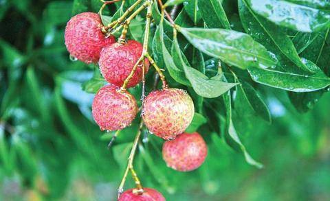 最贵的水果排行榜_香港10大最贵硕士专业排行榜!第一名学费超100万!