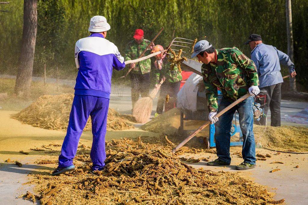 小米|150天修炼期只为这一碗米油浓稠小米粥延庆山地小米十月秋收