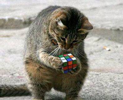 喵姐搞笑 7b70cd8a50224208acad26f5795cb162.jpeg