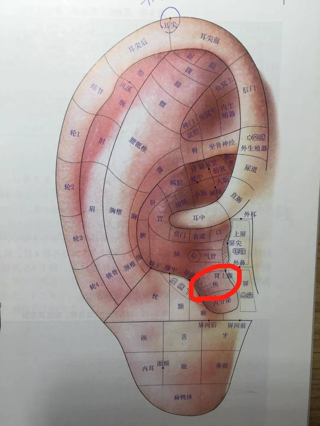 耳朵对应的器官,耳朵上的胃点准确图,耳朵肝的准确位置图(第8页)_大山谷图库