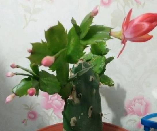 什么时间嫁接蟹爪兰是最好的时间 d28cedec435442cb989da89e26b1fb32.jpeg