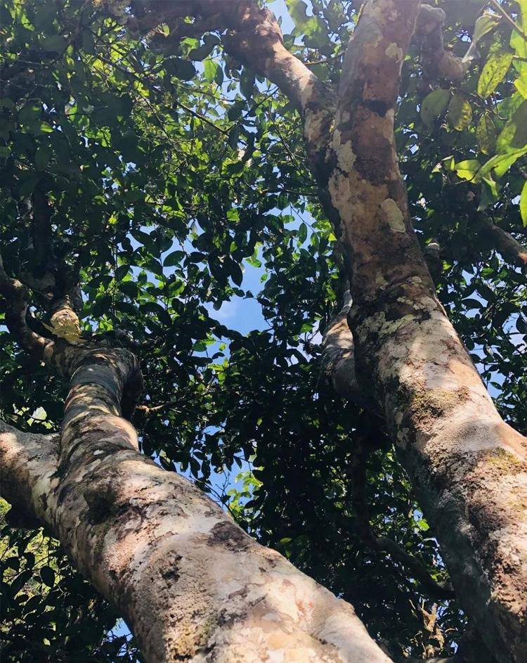 详解布朗山各村寨老班章新班章老曼峨曼新龙班盆古树茶的口感特点