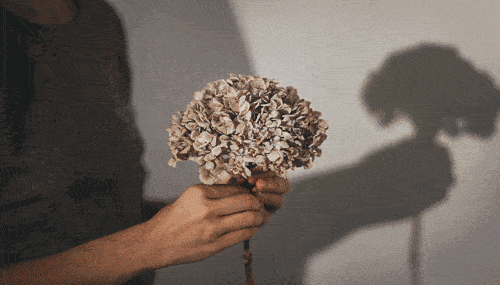 they|在留学申请中，什么才是真正的好Essay？