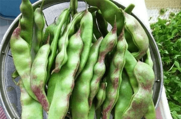 豆角是不是蔬菜类 129695bb2f054bedaf3da8cd93b2ea40.png