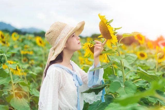 深圳「向日葵花海」,就在市中心!超美der