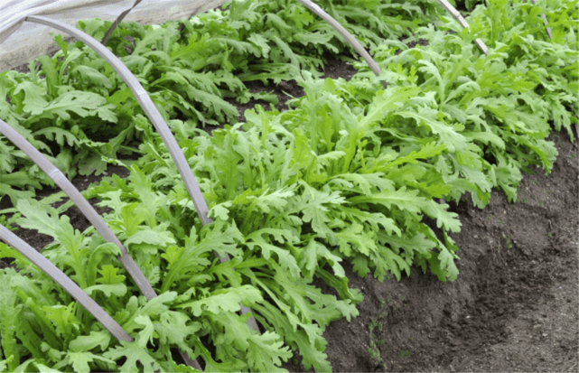 茼蒿被称为"皇帝菜,有什么历史缘故吗?