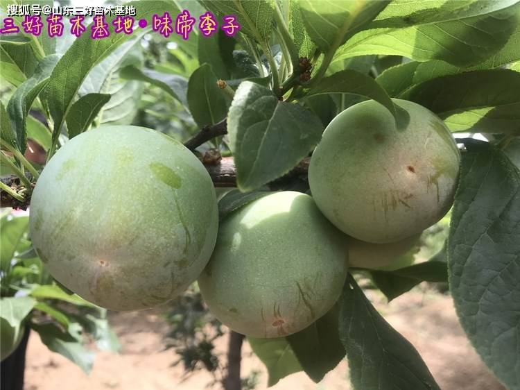 味帝李子品种特点介绍·早熟李子新品种