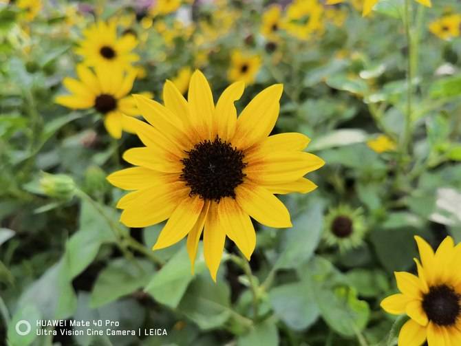 Mate|华为Mate40 Pro深度评测：全能实力问鼎年度旗舰