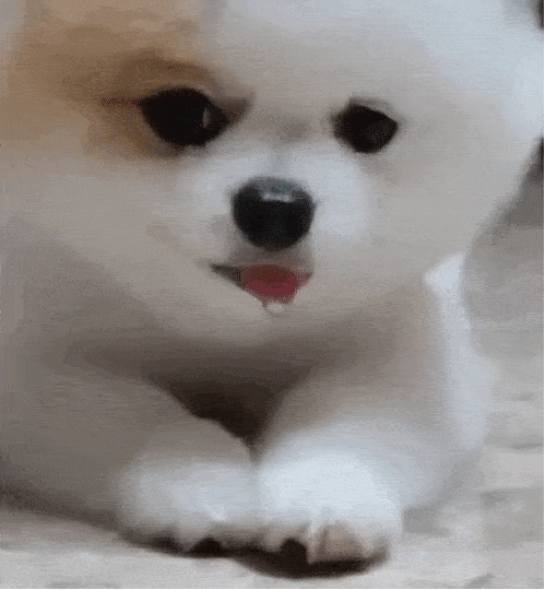 斗图表情包gif图合集万圣节你会请我哪种糖