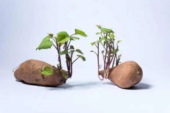 ，土豆发芽就有毒，坚决不能吃！那红薯发芽了还能吃吗？答案是——能！