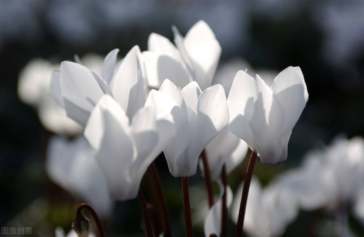 仙客来花茎变软怎么办