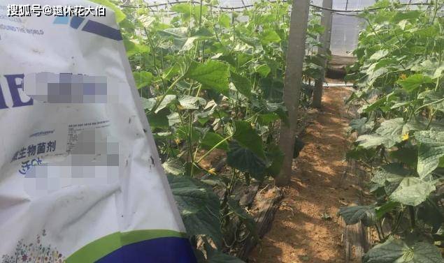 盆栽土壤板结的最佳方法 8b9b04511eb0445a90a9fbac646657c5.jpeg