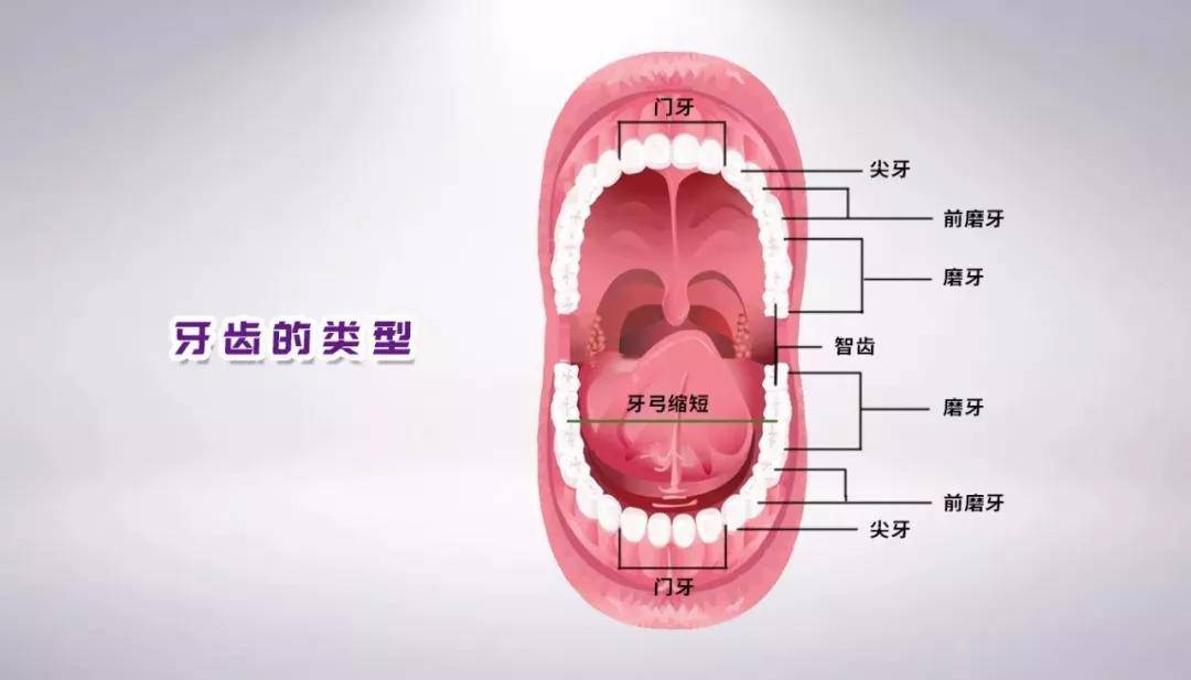 庄龙飞博士:不同位置的牙齿,最佳种植手术时间也是不同的!_手机搜狐网