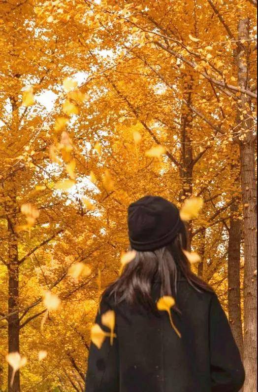 深秋·宜赏银杏  秋风起 深秋至 经典拍照姿势必不可少 充分利用落叶