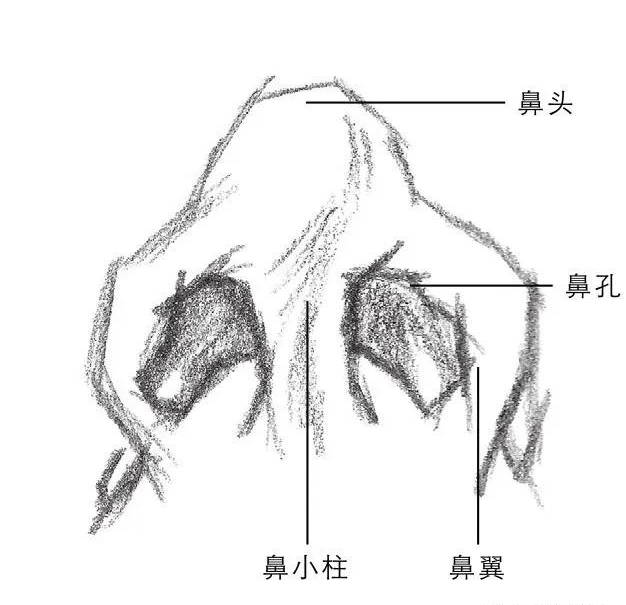 【推荐】石膏鼻子素描画法步骤|素描鼻子的画法步骤图