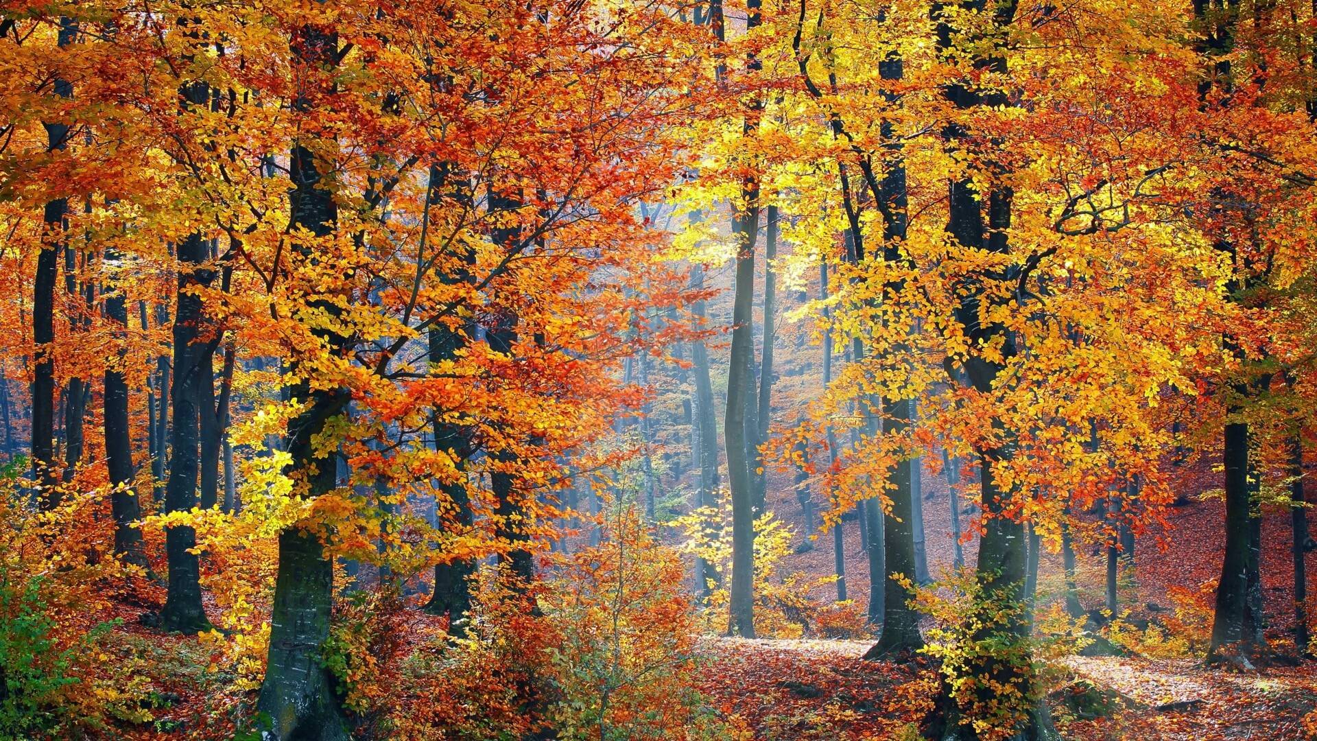 1 6 秋季,森林,色彩,金黄的树叶,macw,壁纸,电脑壁纸 秋季,森林,色彩