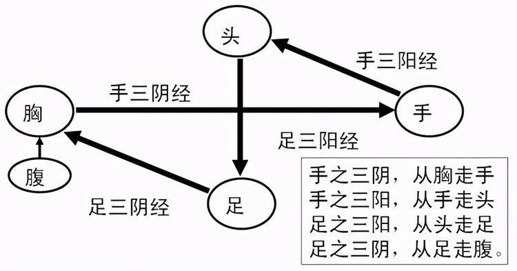 中医基础理论—经络