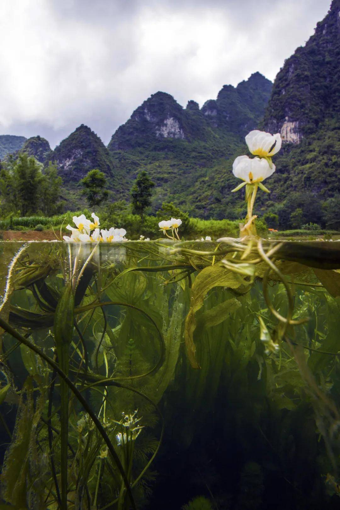 菜花|藏文科普 | “网红”海菜花原来还是“环保花”？？