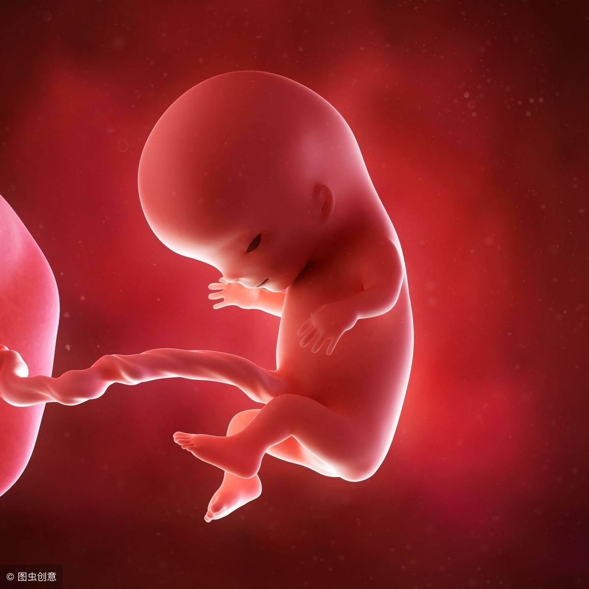 孕周胎儿发育对照图-图库-五毛网