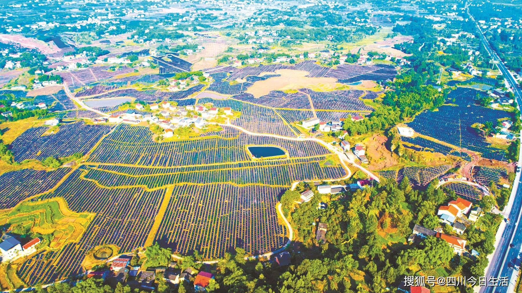 前锋区高标准推进前锋·广安青花椒现代农业园区建设