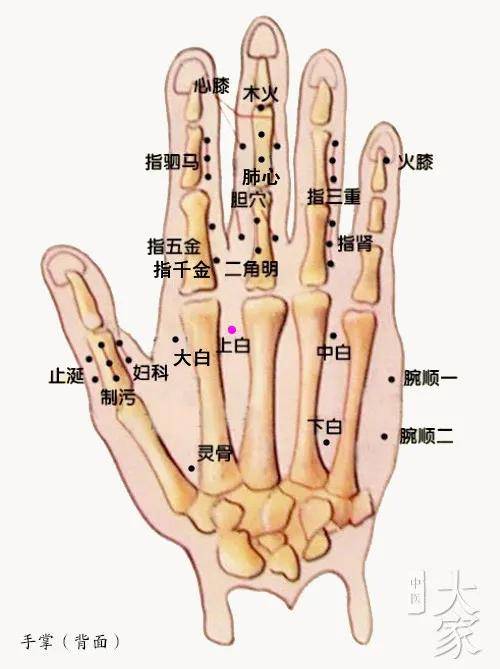 董氏穴位分享:二二手掌部位·上白穴(中医分享,仅供参考)