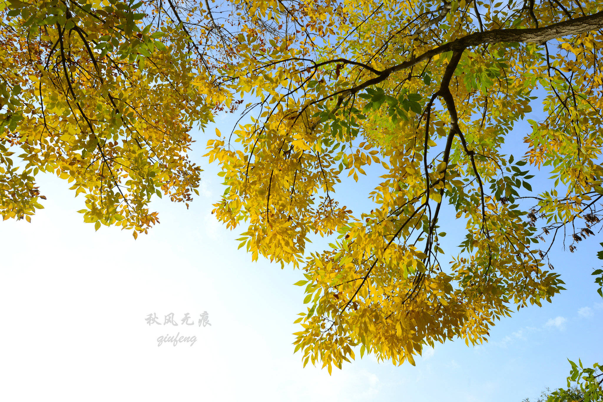 柔风染黄秋叶，水鸟划水暖阳，西安北的湿地恍然一幅画境_公园