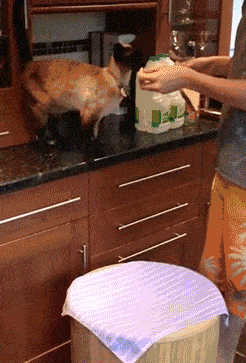 1d1853e0ee1a4302a638879983ffc17a.gif