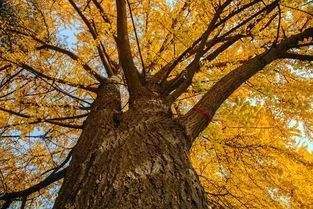 神树排名_秦岭神树(3)