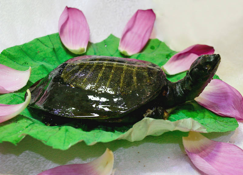 梦到捉甲鱼没捉到，深层次的心理暗示与解析