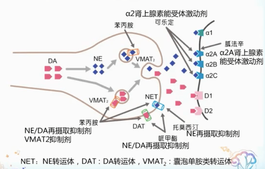 治疗adhd患者的药物作用机制:中枢神经兴奋剂,如哌甲酯和安非他明