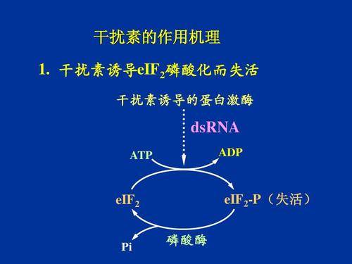 作用|乙肝干扰素作用潜在机制，简介研发历程，具有抗病毒作用