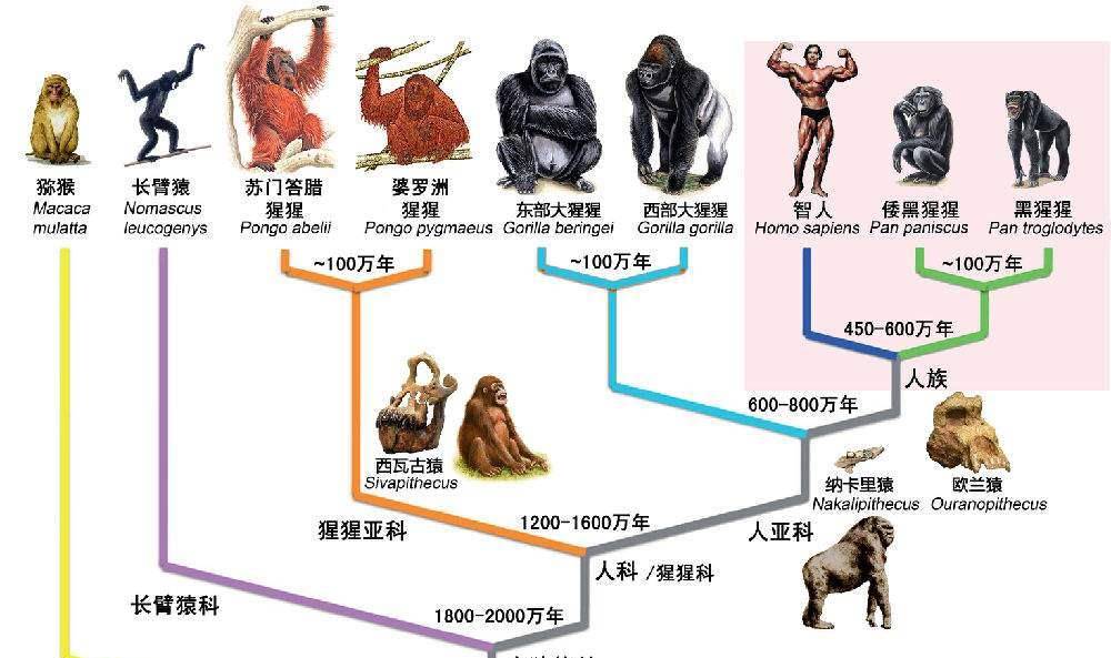 灵长类动物在进化科学家观察到野生环境存在猴子接生婆