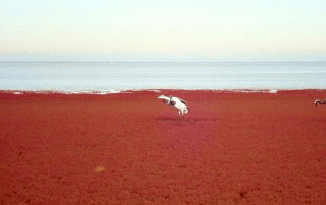 滨海人口每年流失_天津滨海国际机场