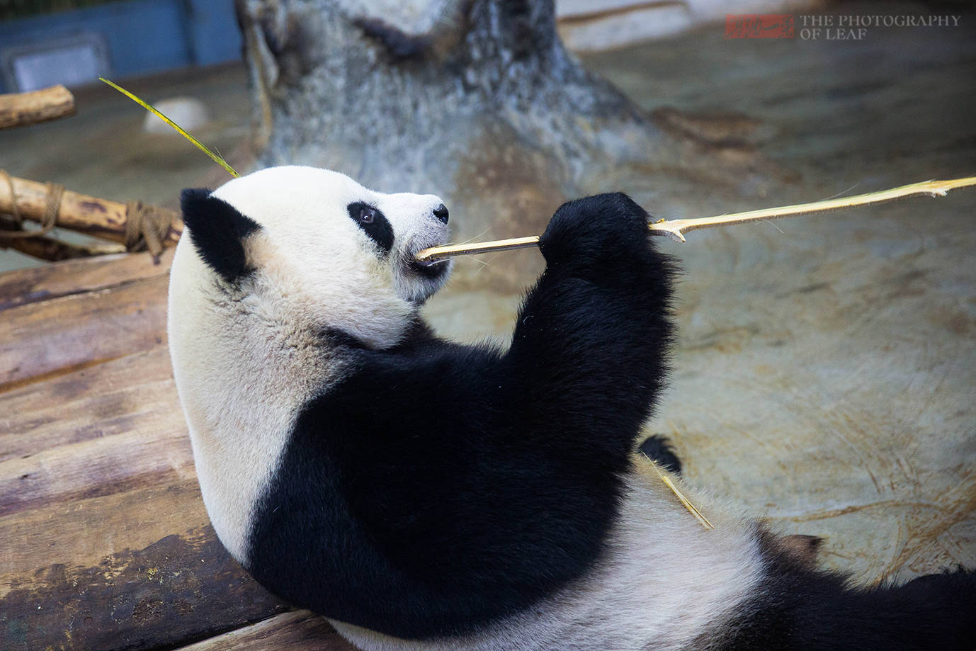 你知道中国最可爱的大熊猫在哪吗？说出来你都不信，它在海南岛(图11)