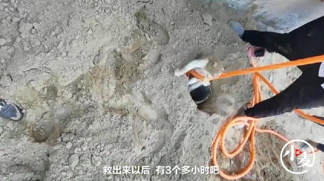有爱！流浪猫掉进基桩深洞，房主发现后让工人