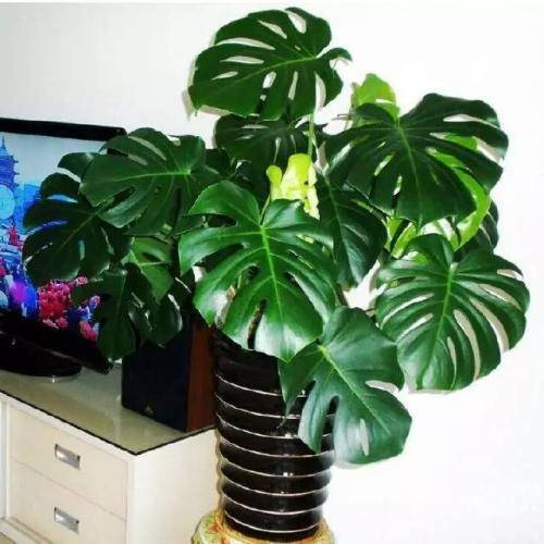 龟背竹怎么修剪枝叶 dbeef1b93e584d559f689455e6be92ef.jpeg