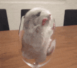 搞笑gif趣图:萌宠的爆笑萌翻日常