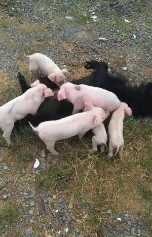 六只小猪把狗当妈妈,找狗子喝奶,狗狗被压得怀疑狗生!