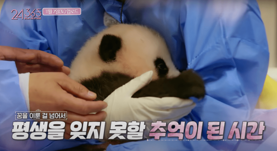 熊猫人口罩_熊猫人表情包戴口罩(3)