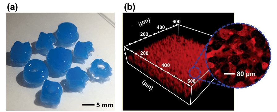 将具有不同空间形状的三维生物打印水凝胶结构在荧光和明视场中显示