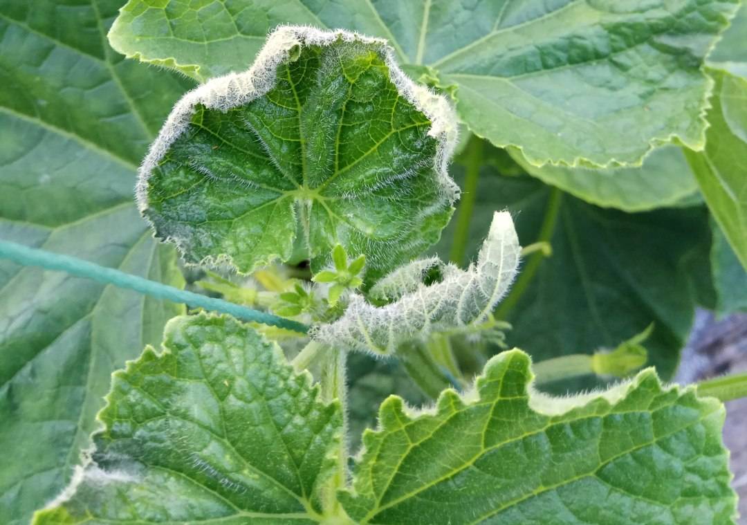 低温冷害影响你不得不防!河南宝然生物_手机搜狐网