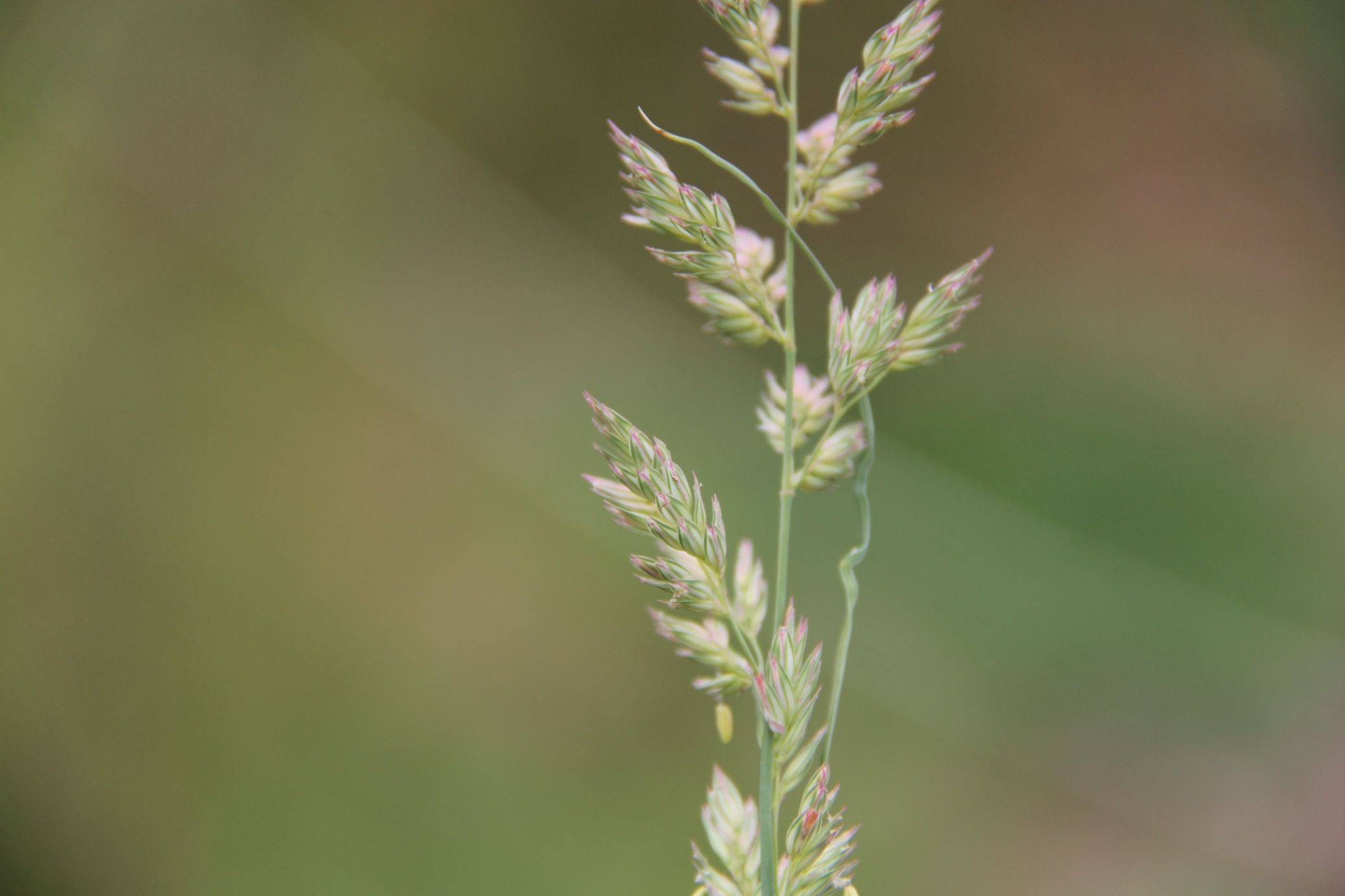 庆元植物1317禾本科虉草属虉草原变种