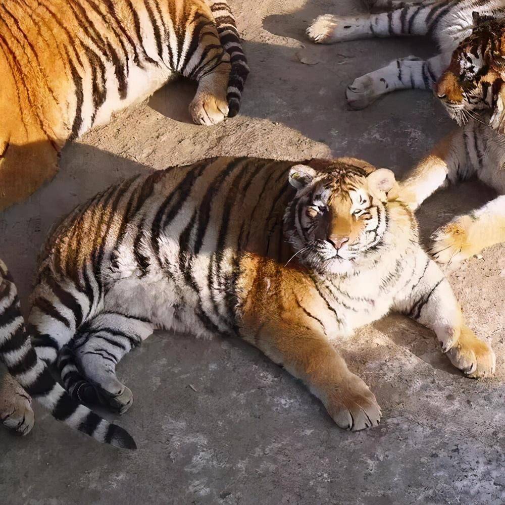 小编也觉得这不像老虎 因为这和家里养的橘猫长得太像了 憨憨的那种